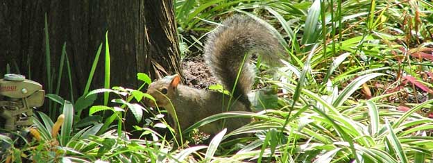 squirrel